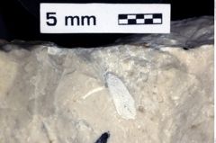 Foto (Detailansicht) von Galatheoidea indet. (NHMW-GEO-1990-0041-0513)